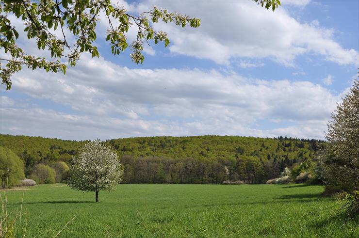 Rezerwat nad Groblą-Czechy - dsc_4642_25779281055_o1.jpg