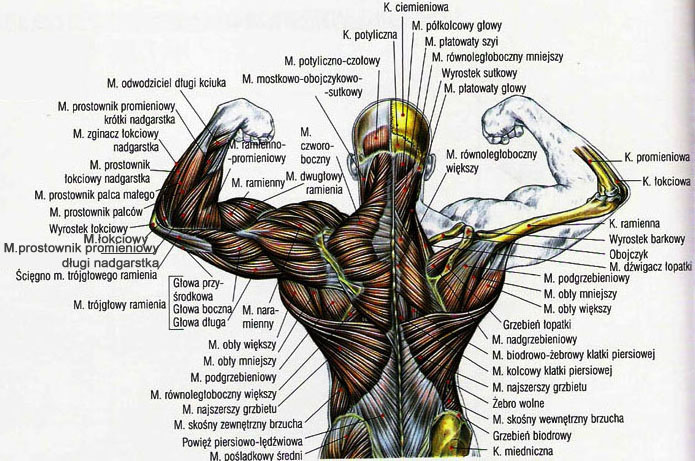 Anatomia - m_grzbiet1.jpg