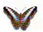 motyle - vlinders_103.gif