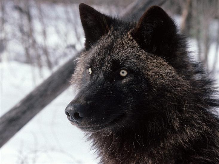 wilki - Tundra Wolf, Alaska.jpg