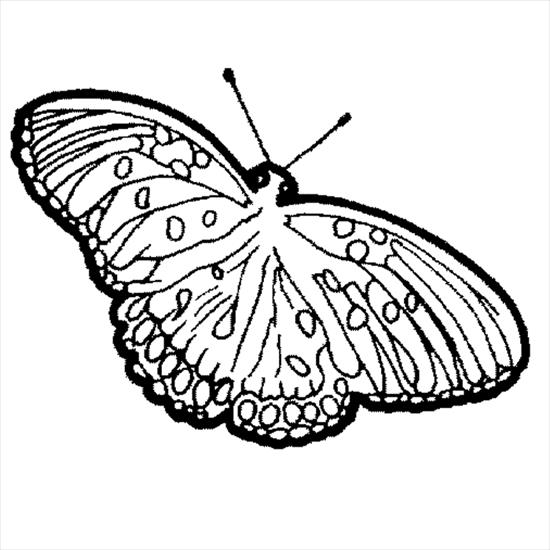 motyle - fritillary-butterfly-l.gif