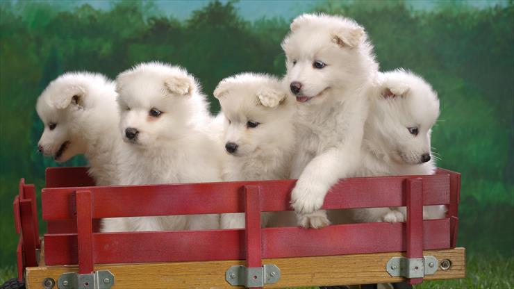 1920x1080 Wallpapers - Wagonload of Samoyed Puppies.jpg