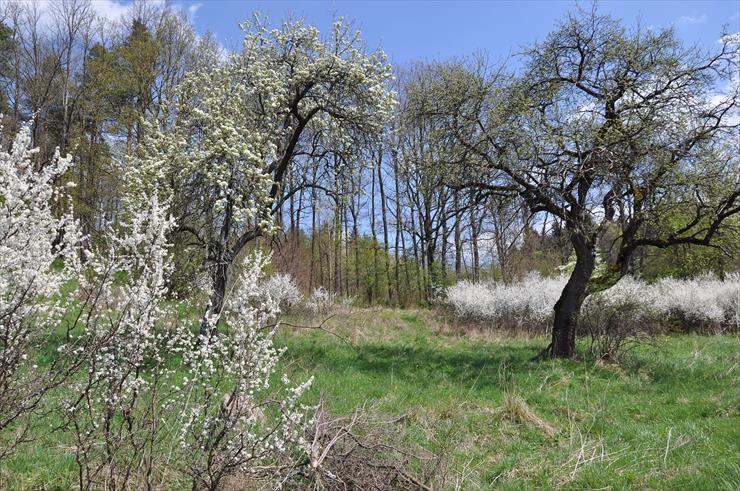 Rezerwat nad Groblą-Czechy - dsc_4403_25778625235_o1.jpg