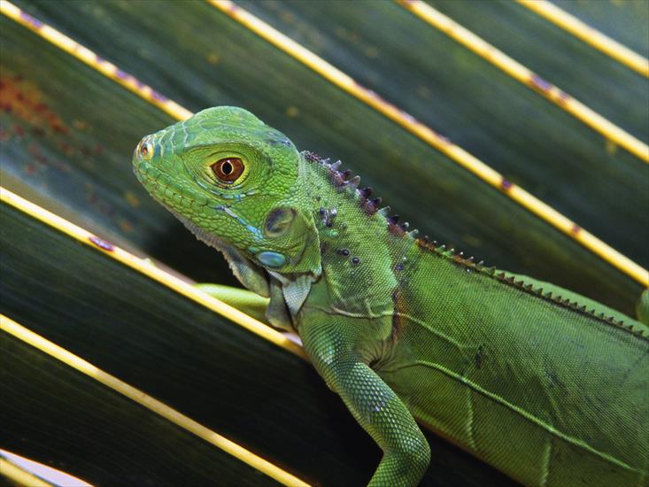 Zwierzęta - Baby Green Iguana.jpg