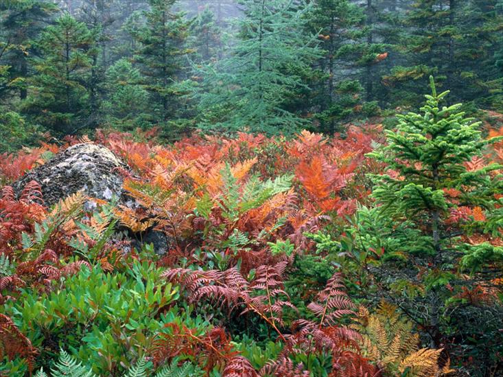 Tapety na pulpit-przepiękne - Colorful Ferns in Autumn, Acadia National Park, Maine.jpg