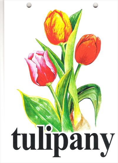 Czytanie Globalne - tulipany.jpg