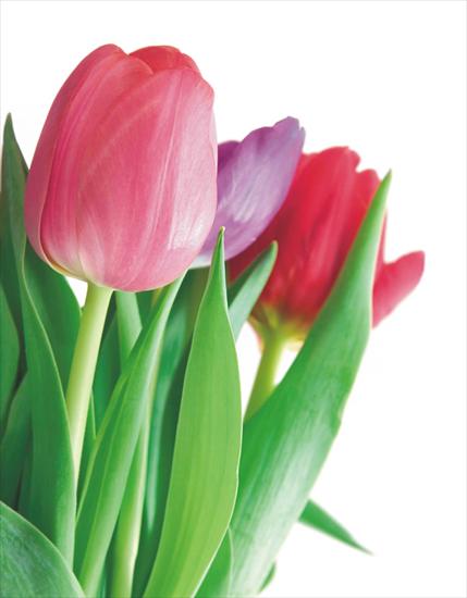  TULIPANY  - tulipany22.jpg
