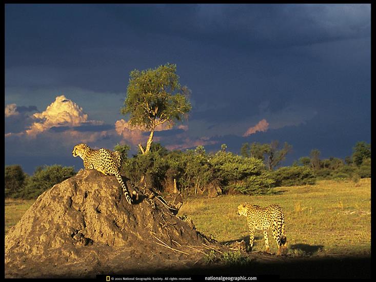 NG09 - Okavango Cheetah Brothers, Botswana, 1999.jpg