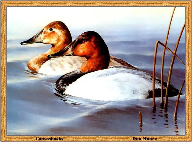 Duck Stamps - p-wids1986.jpg
