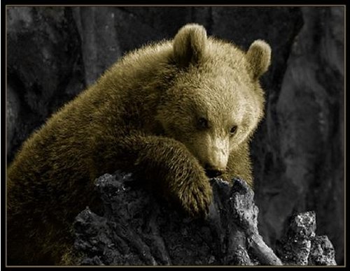 Animacja niedźwiadka - obrazek misia.jpg