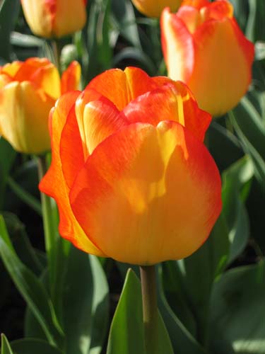 gatunki - tulipan American Dream.jpg