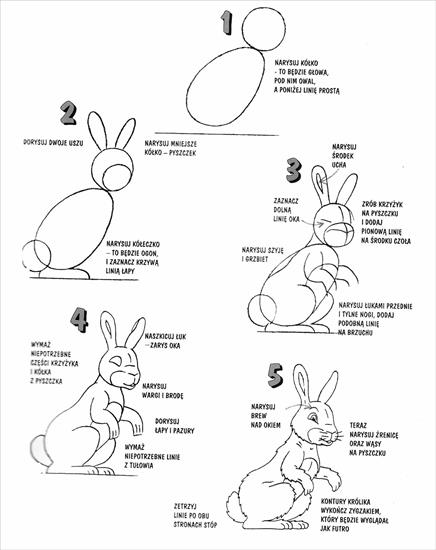 Jak narysować - królik2.jpg