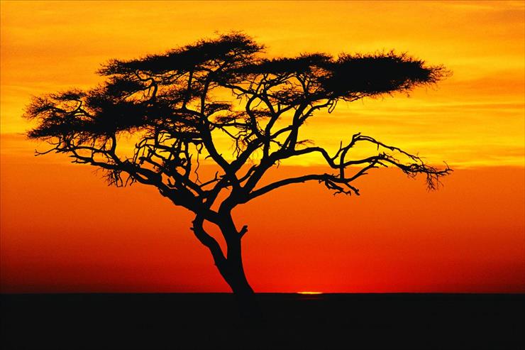 AFRYKA - Acacia Tree At Sunset, Africa.jpg