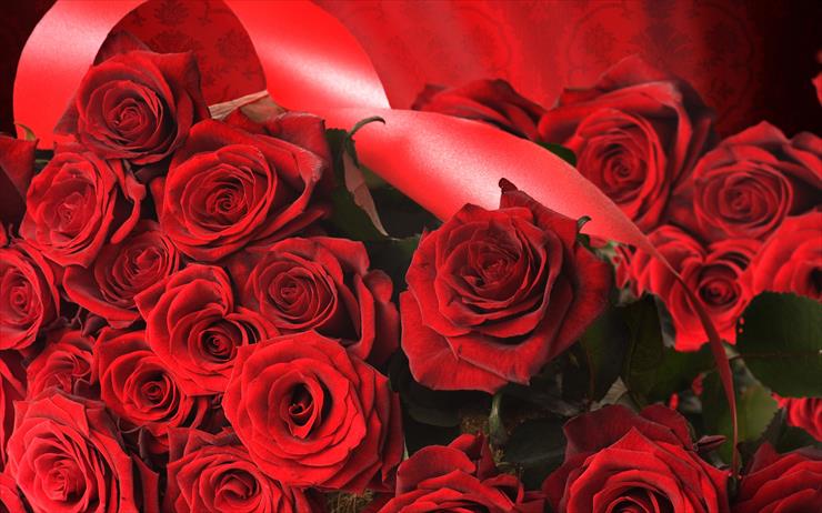 Roses Full HD Wallpapers 2560 X 1600 - Rose_010018.jpg
