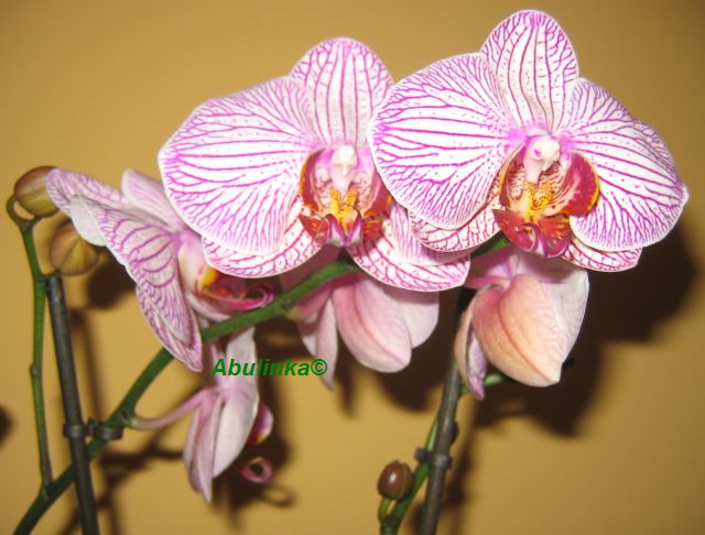 Orchide i Storczyki - Orchidea.jpg