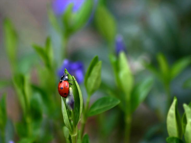 Wiosna--Zielone  jpg - Ladybird8.jpg
