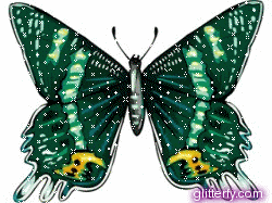 Motyle - Motyle 024.gif