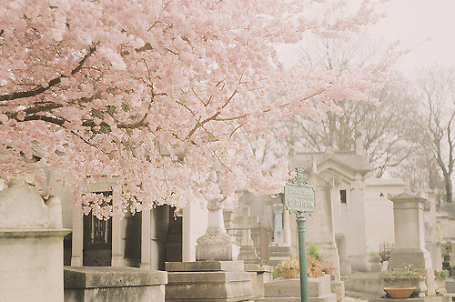 Cherry Blossom - 64.jpg