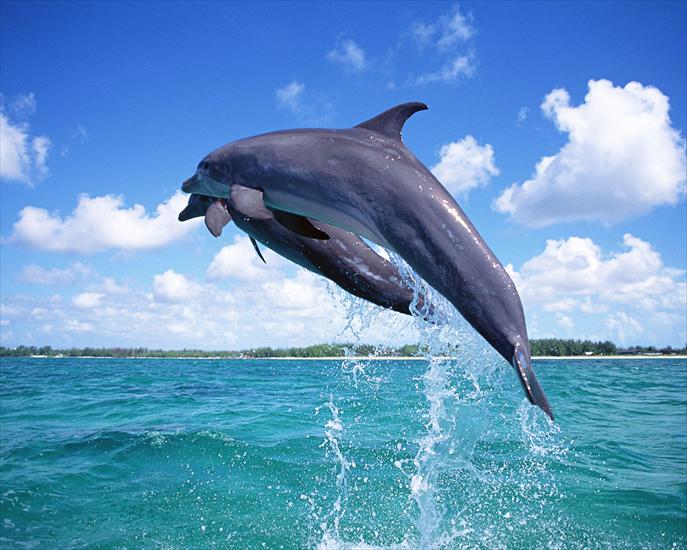 delfiny - tapety-na-pulpit-delfiny-1.jpg