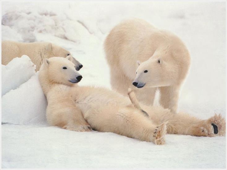 Męskie zabawy - polar-bears.jpg