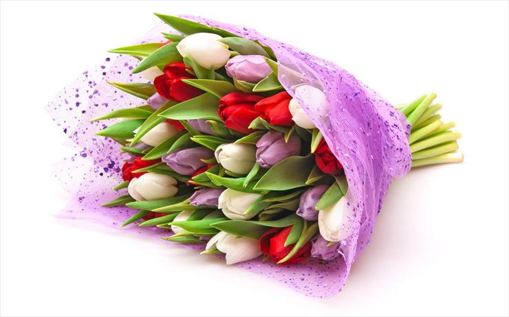 Tulipany - tulipany261.jpg