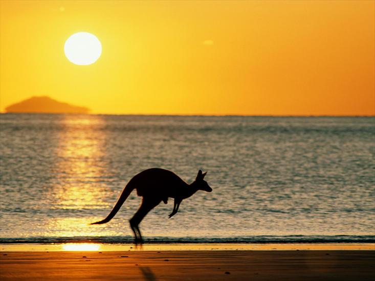 Australia - Taking Joey Home, Australia.jpg