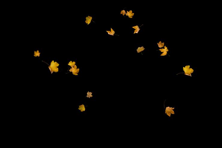 Autumn_Leaves_overlays - 2.png
