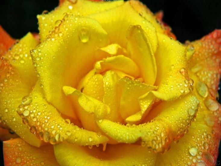 Róże żółte - 45.jpg