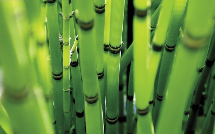 LAS - bambus tapety 7.jpg