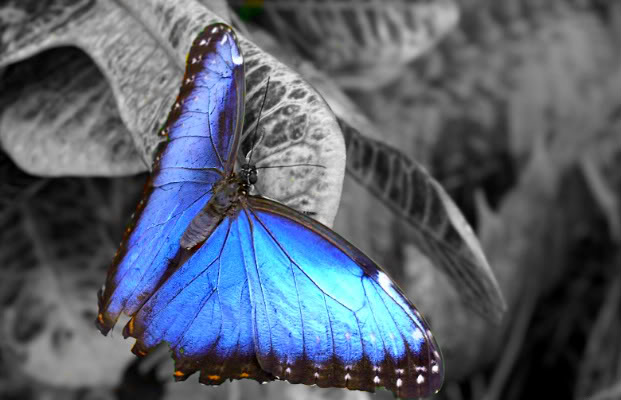nostalgia z odrobiną koloru - bluebutterflycolorsplash2.jpg