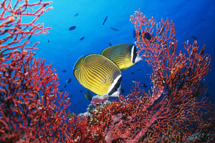 Ocean Life - 02 - Tropical Fish and Coral.jpg