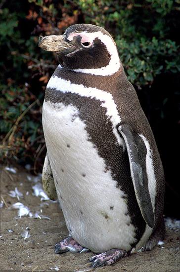 pingwiny - pingwin magellański.j.jpg