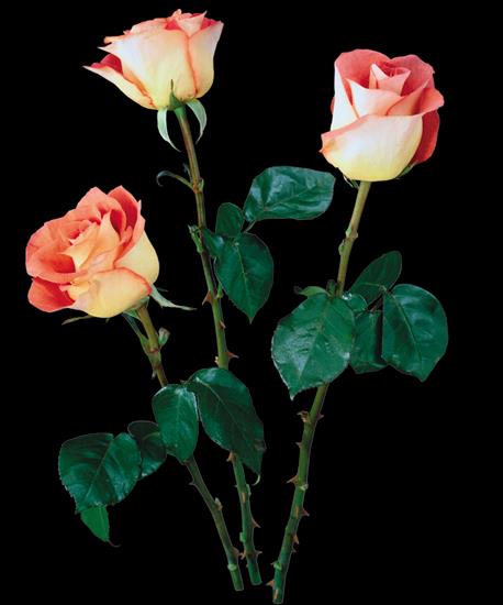 Róże różowe - 0_dd805_e33c5e1a_XXXL.png