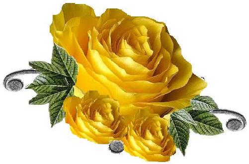 Róże żółte - kkkkkkkk.JPG
