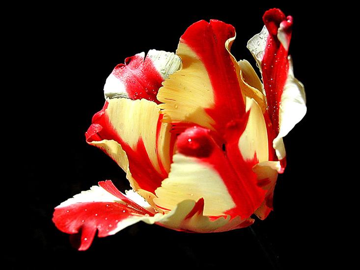 tulipany - kwiaty_118.jpg