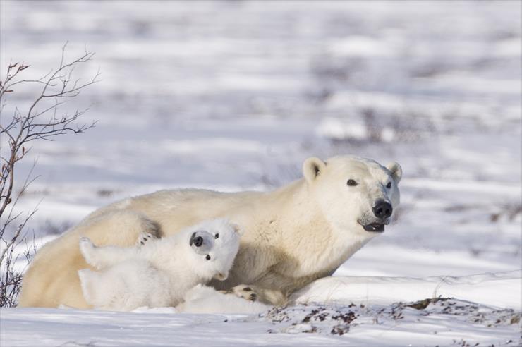 Matczyna Miłość - Polar-bear-and-cub.jpg