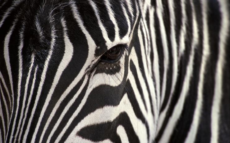 Tapety - Zebra.jpg