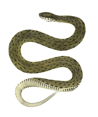 zwierzęta - wąż 1.png