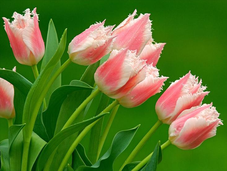 Jpg-Tulipany - Florist_Tulips.jpg