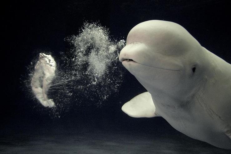 Webshots Collections - Beluga Whale Blowing a Toroidal Bubble Ring Play Behavior, Shimane Aquarium, Japan  Minakuchi.jpg