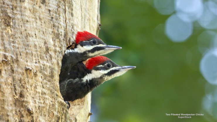 Ptaki - Two Pileated Woodpecker Chicks.jpg