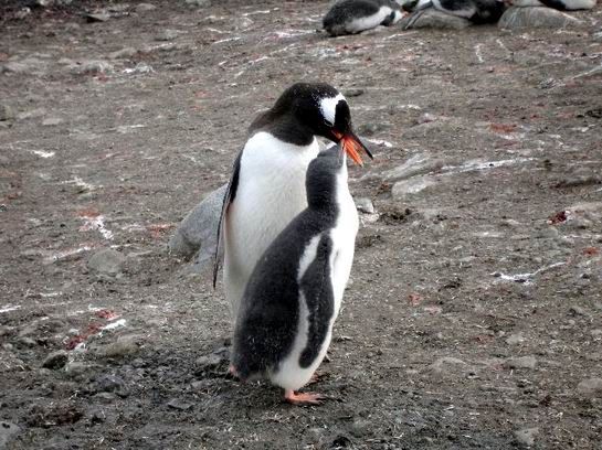 pingwiny - pingwin białobrewy.jpg