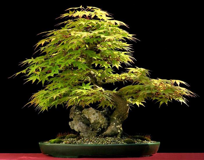 bonsai - bonsai klon.jpg