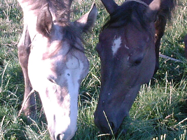 konie - Chimera i Rodos.jpg
