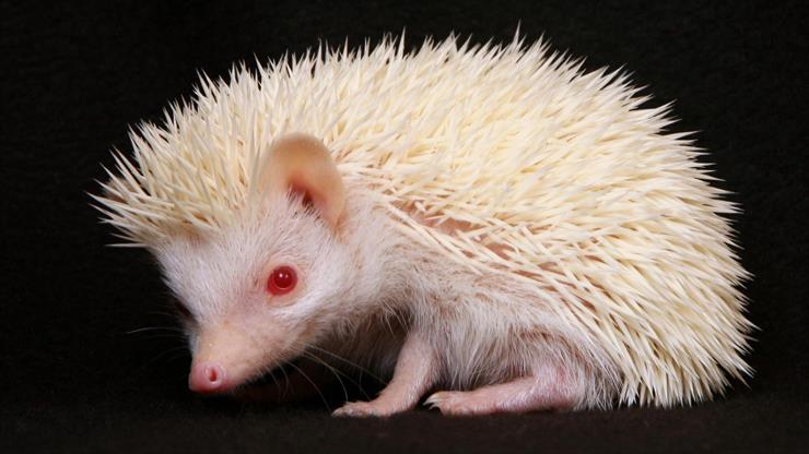 Najlepsze Tapety FullHD - animals_albino_hedgehog-1920x1080.jpg