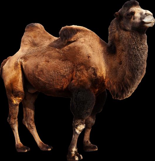 WIELBŁĄDY - camels 11.png