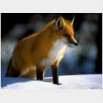 zwierzęta - fox-1005_t.jpg