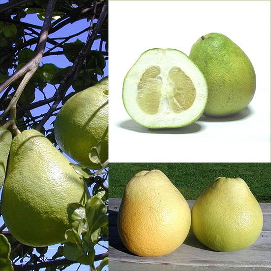 OWOCE EGZOTYCZNE-JAK JEMY - Owoce_Pomelo.jpg