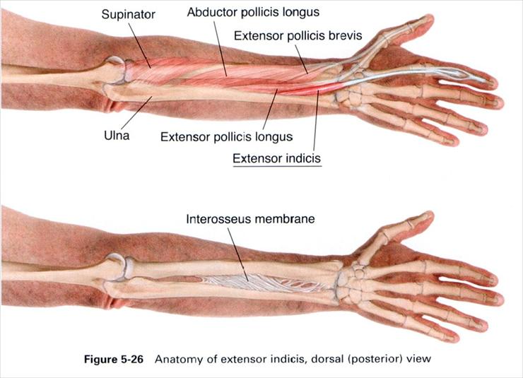 Anatomia masażu - 5-26.JPG