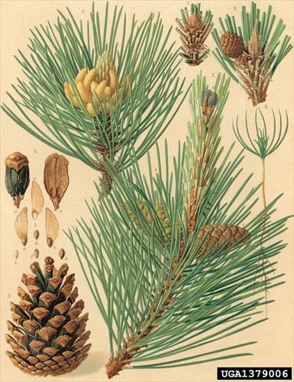 Szata roślinna - Pinus nigra Arnold.jpg
